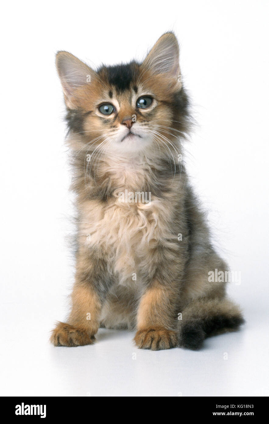 Somali Fluffy Cat 2ドル銀貨 Fiji 2 dollars Small Cats series Somali Fluffy Cat Pet