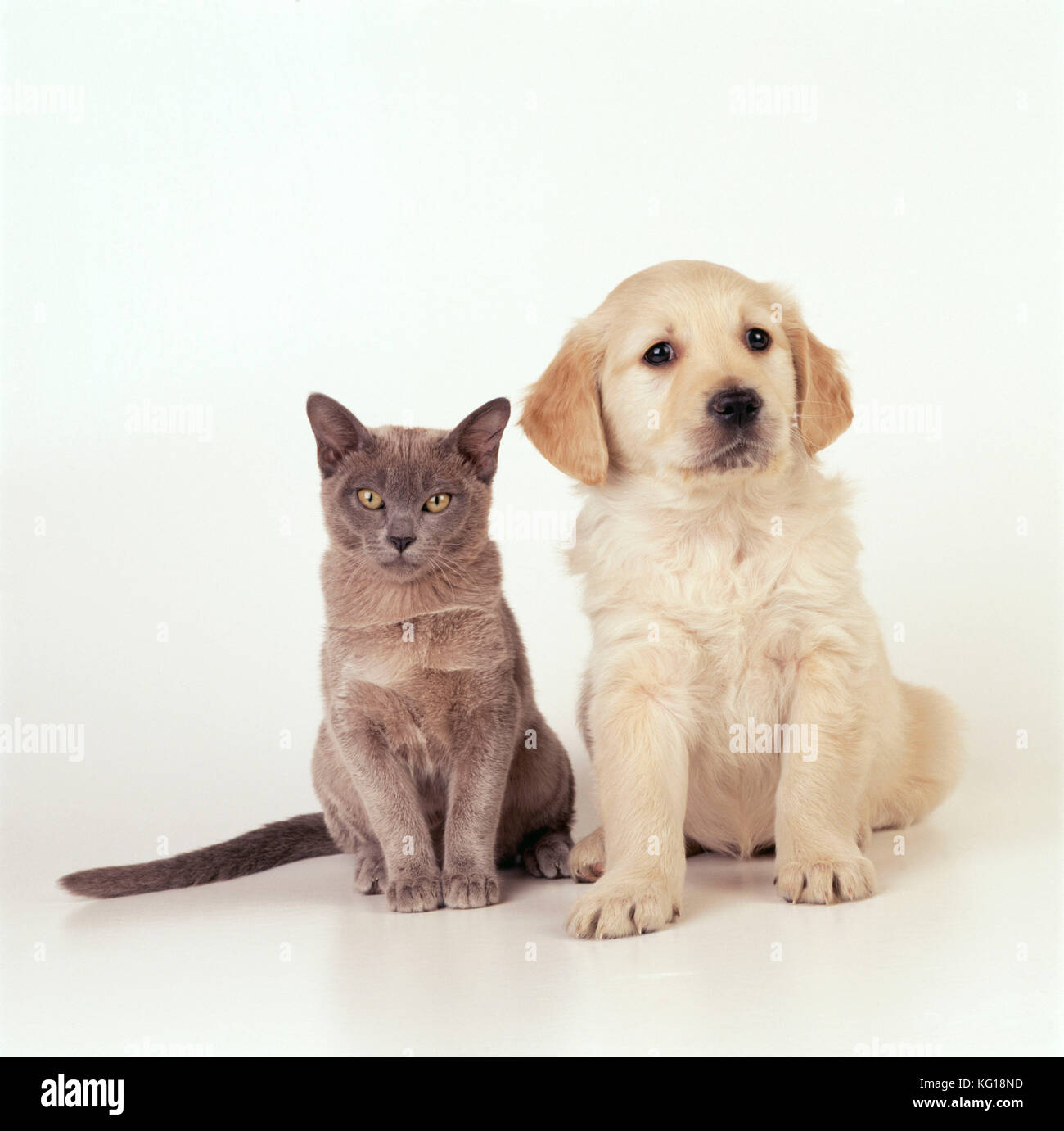 DOG puppy with kitten Stock Photo Alamy