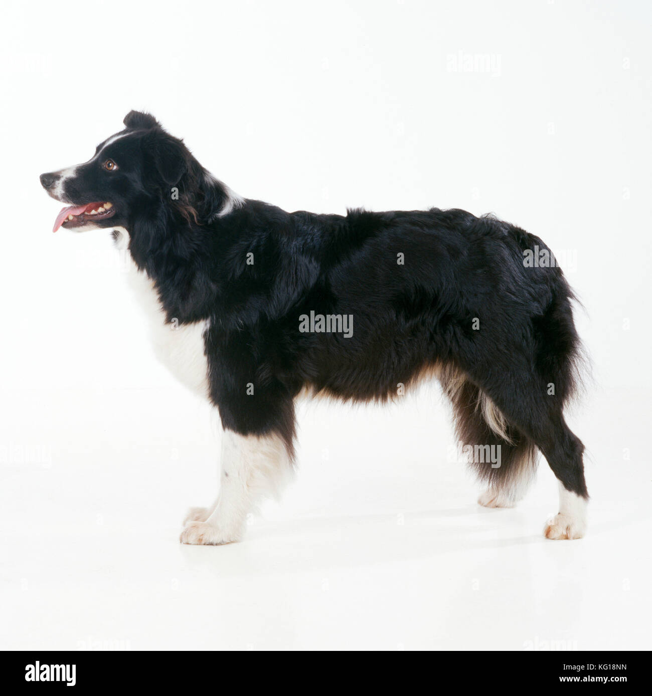 BORDER COLLIE DOG - standing, side profile Stock Photo