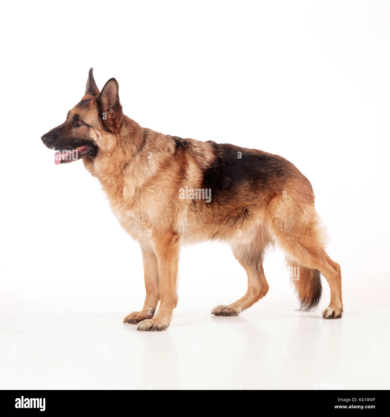 German Shepherd / Alsatian Dog - side view Stock Photo