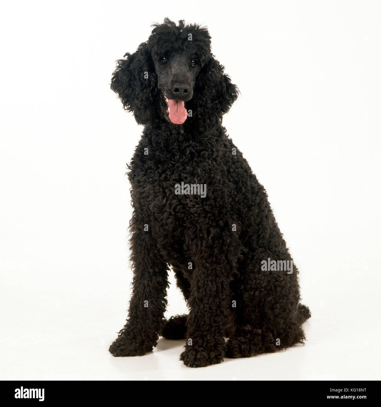 Poodle unclipped Stock Photo Alamy