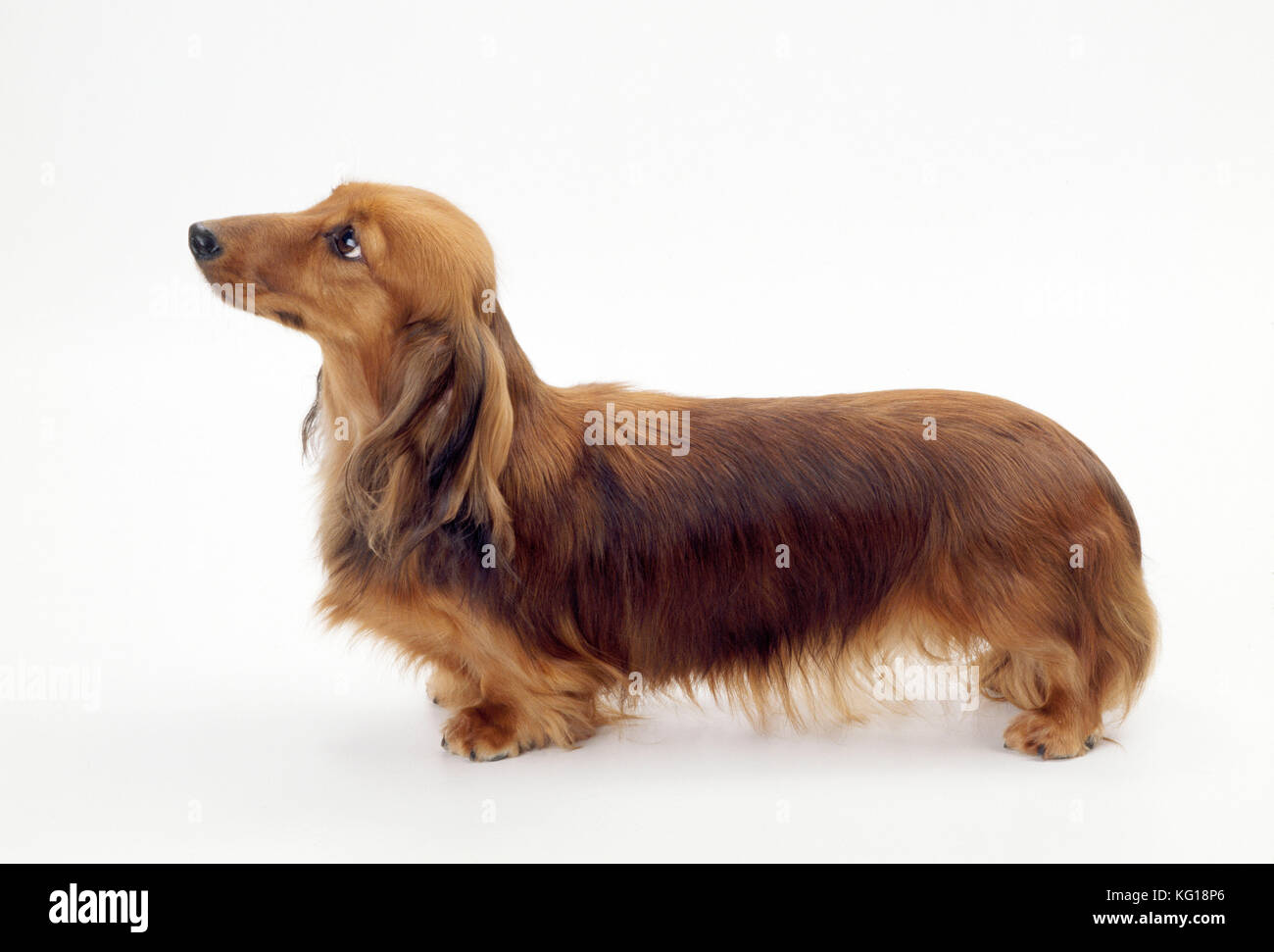 Dog - Miniature Longhaired Dachshund Stock Photo