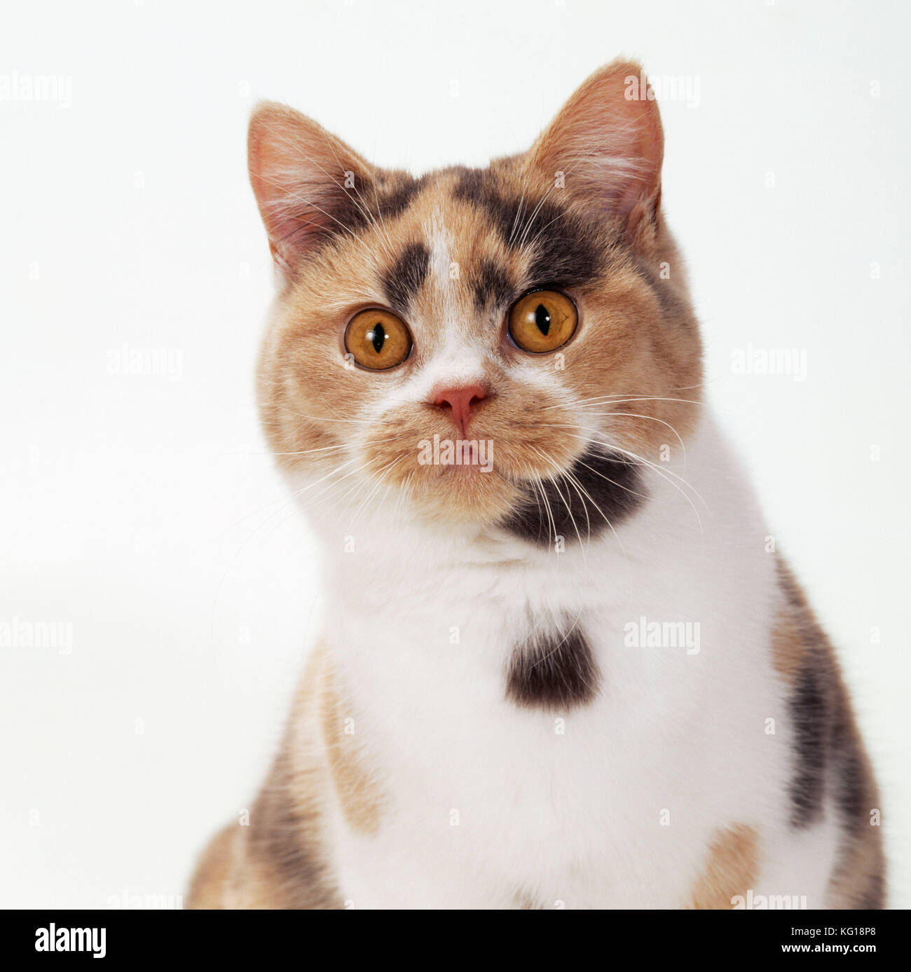 British Shorthair Cat. Tortoiseshell &amp; White. Stock Photo