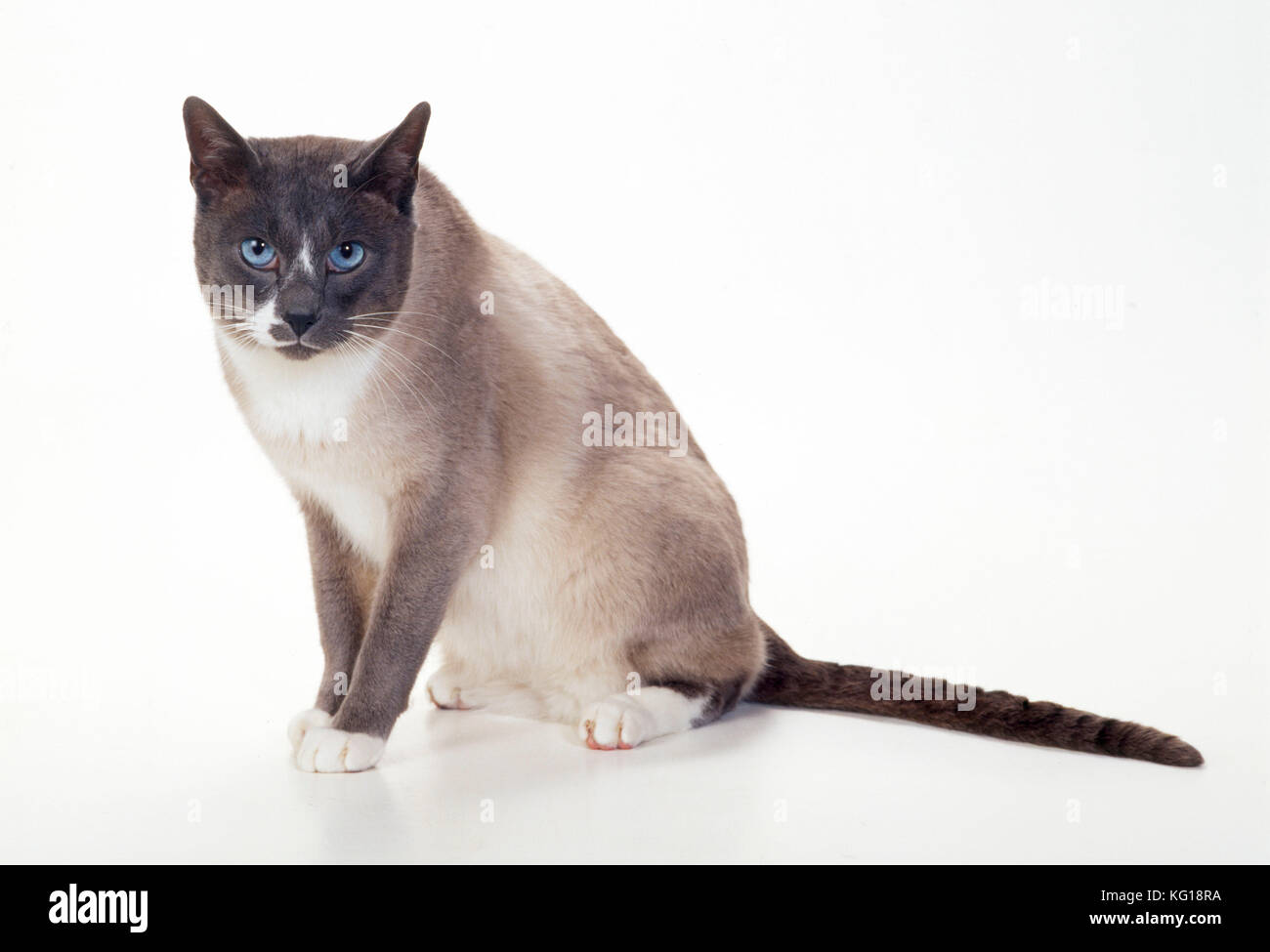 Snowshoe - blue &amp; White Point Cat Stock Photo