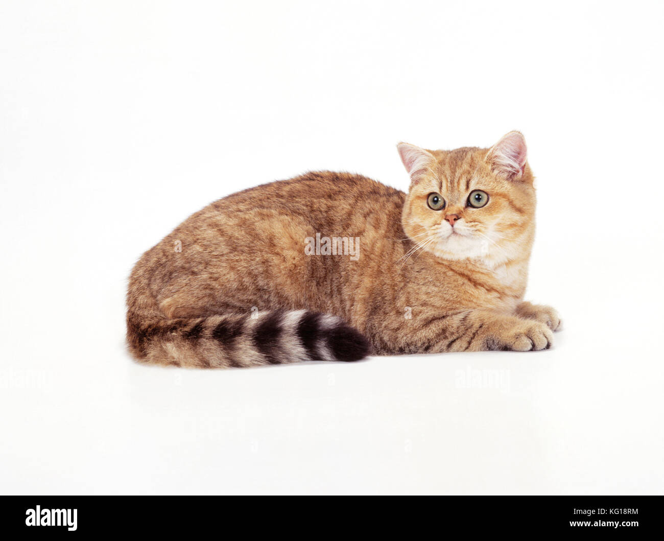 CAT - British Shorthair - Golden Tipped Stock Photo