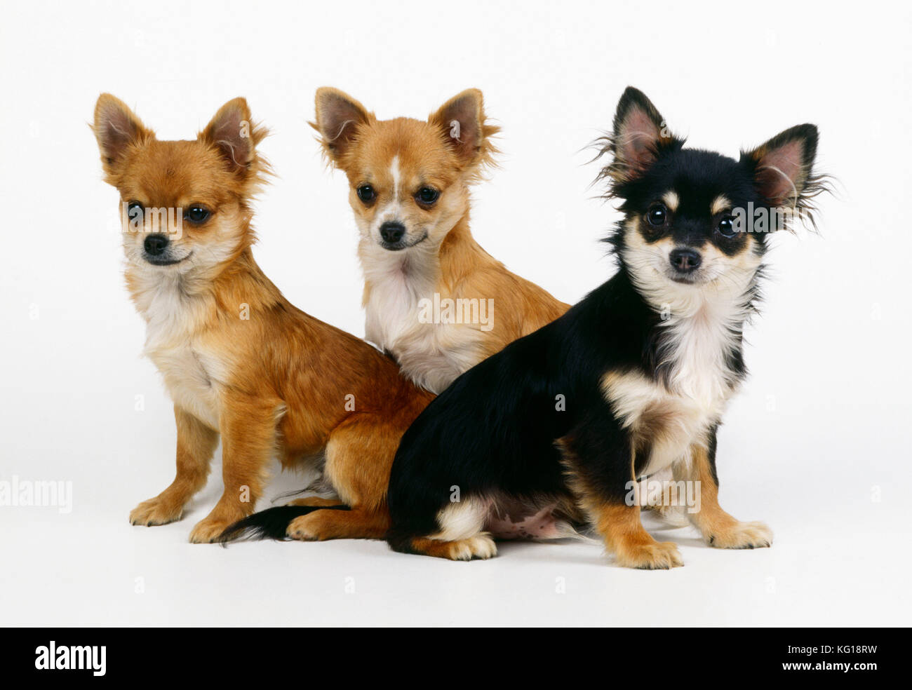 Chihuahua Dog - x3 Stock Photo