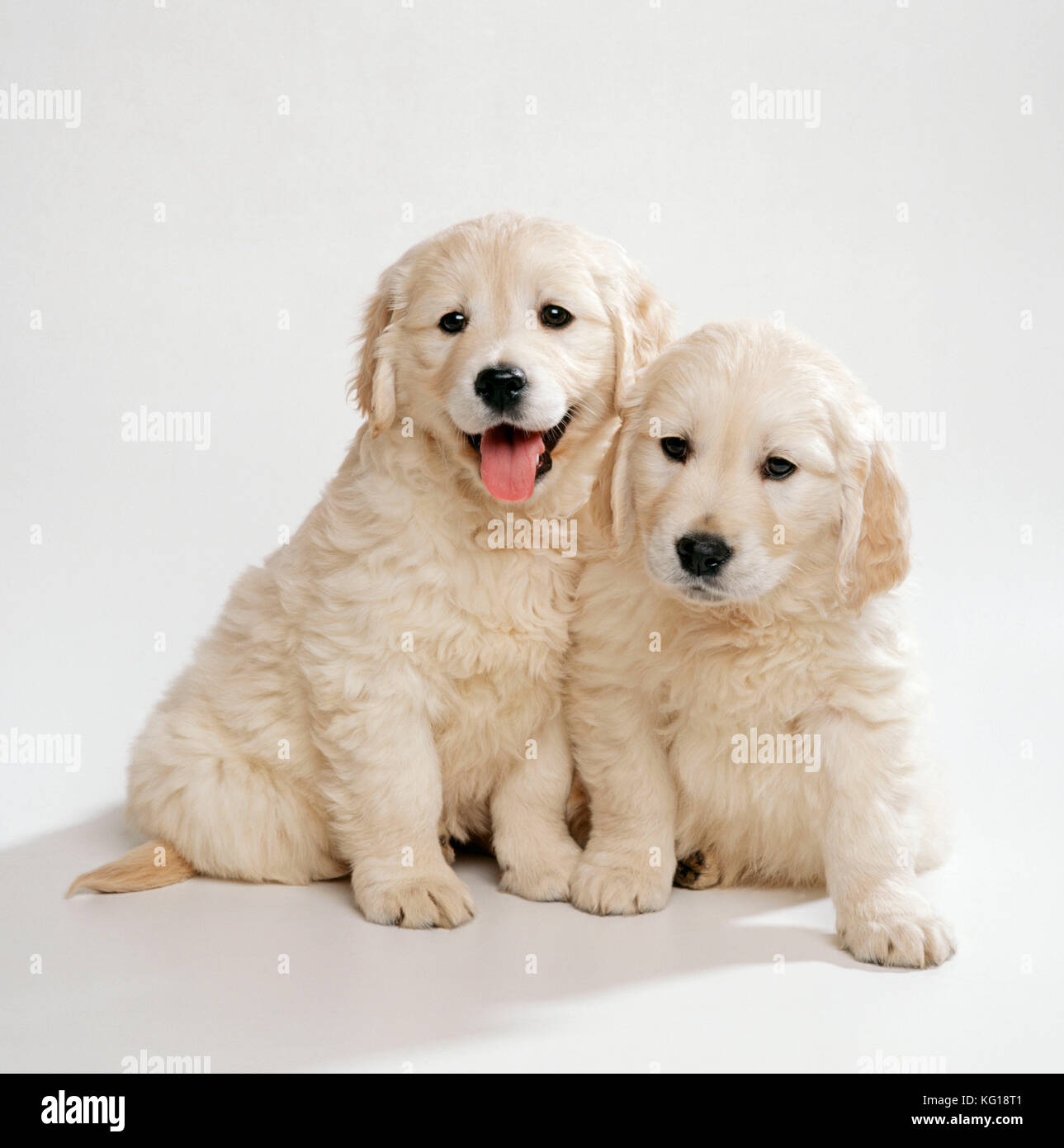 DOG Golden Retriever Puppies. 8 weeks old Stock Photo Alamy