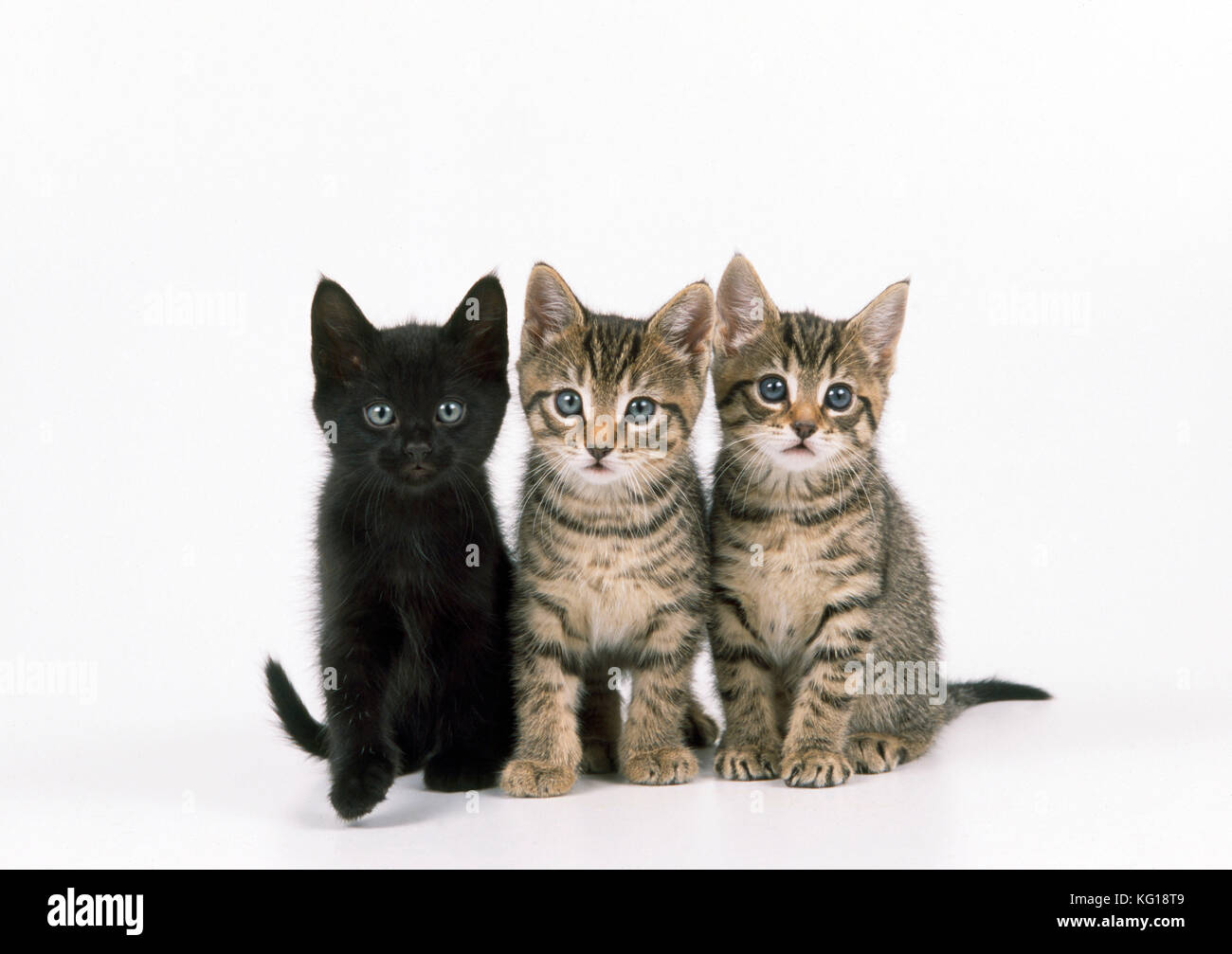 Cat - Three Kittens Stock Photo