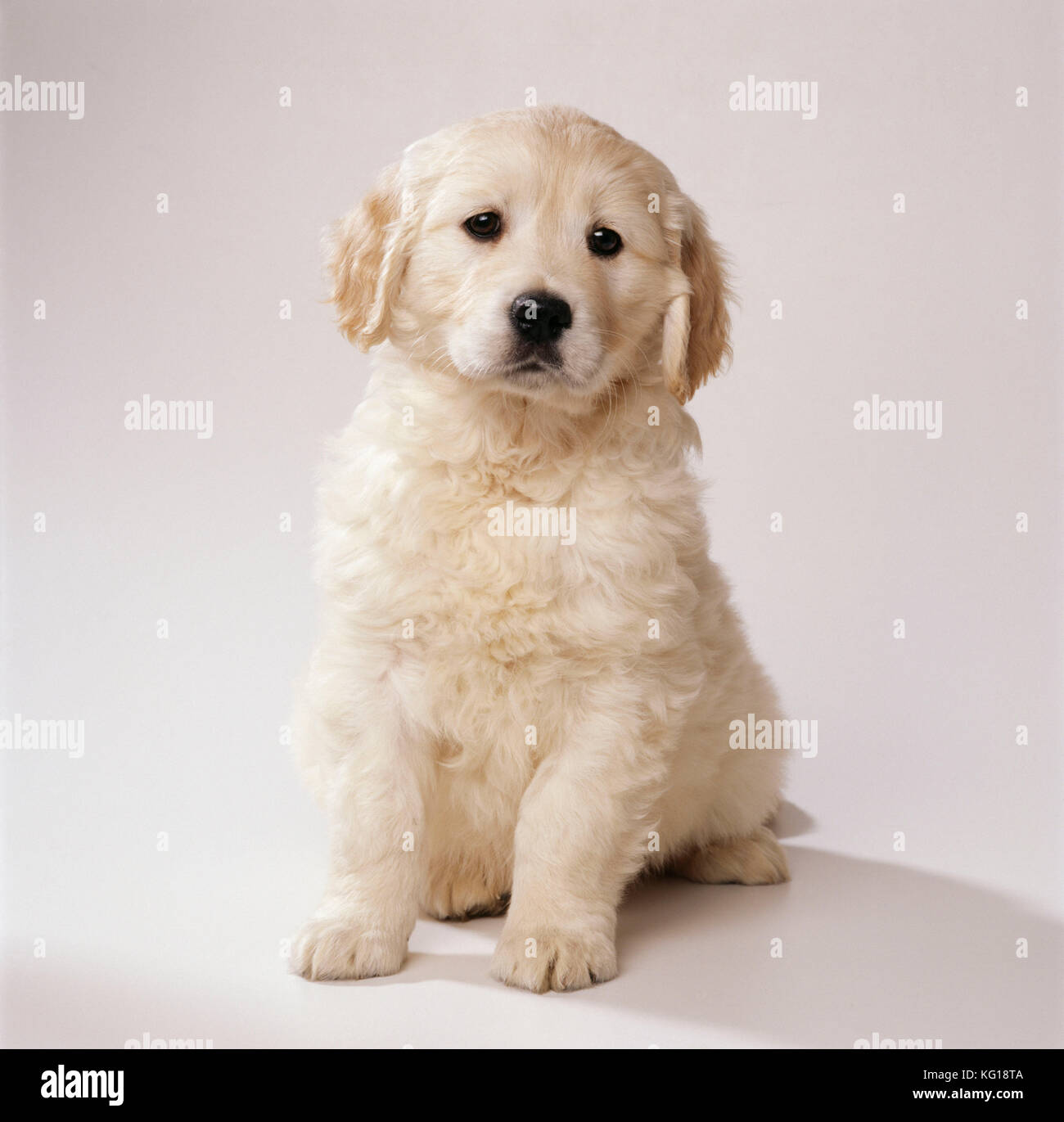 Golden Retriever Dog Puppy eight weeks old Stock Photo Alamy