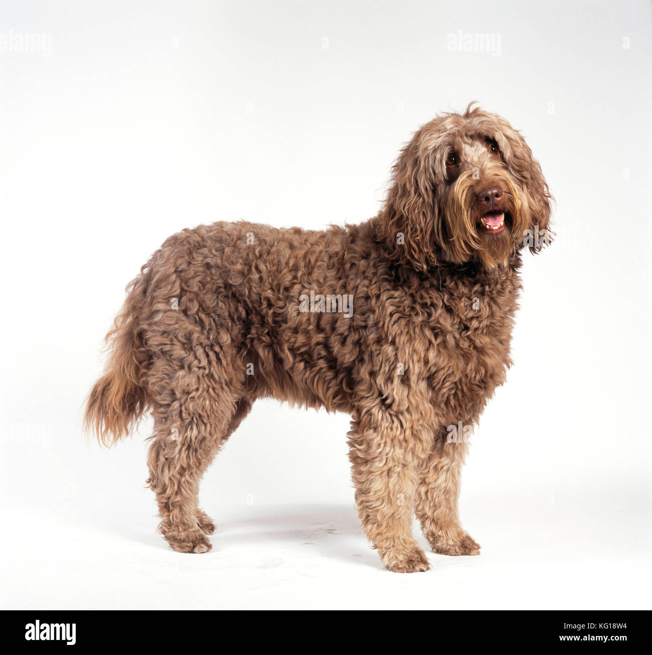 DOG - Labradoodle, standing, side view. A Labrador and Poodle cross. Stock Photo