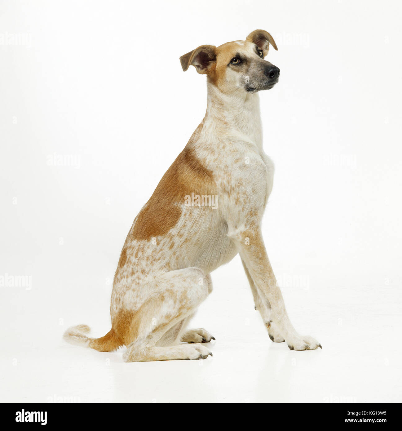 Pet Lurcher Stock Photos Pet Lurcher Stock Images Alamy