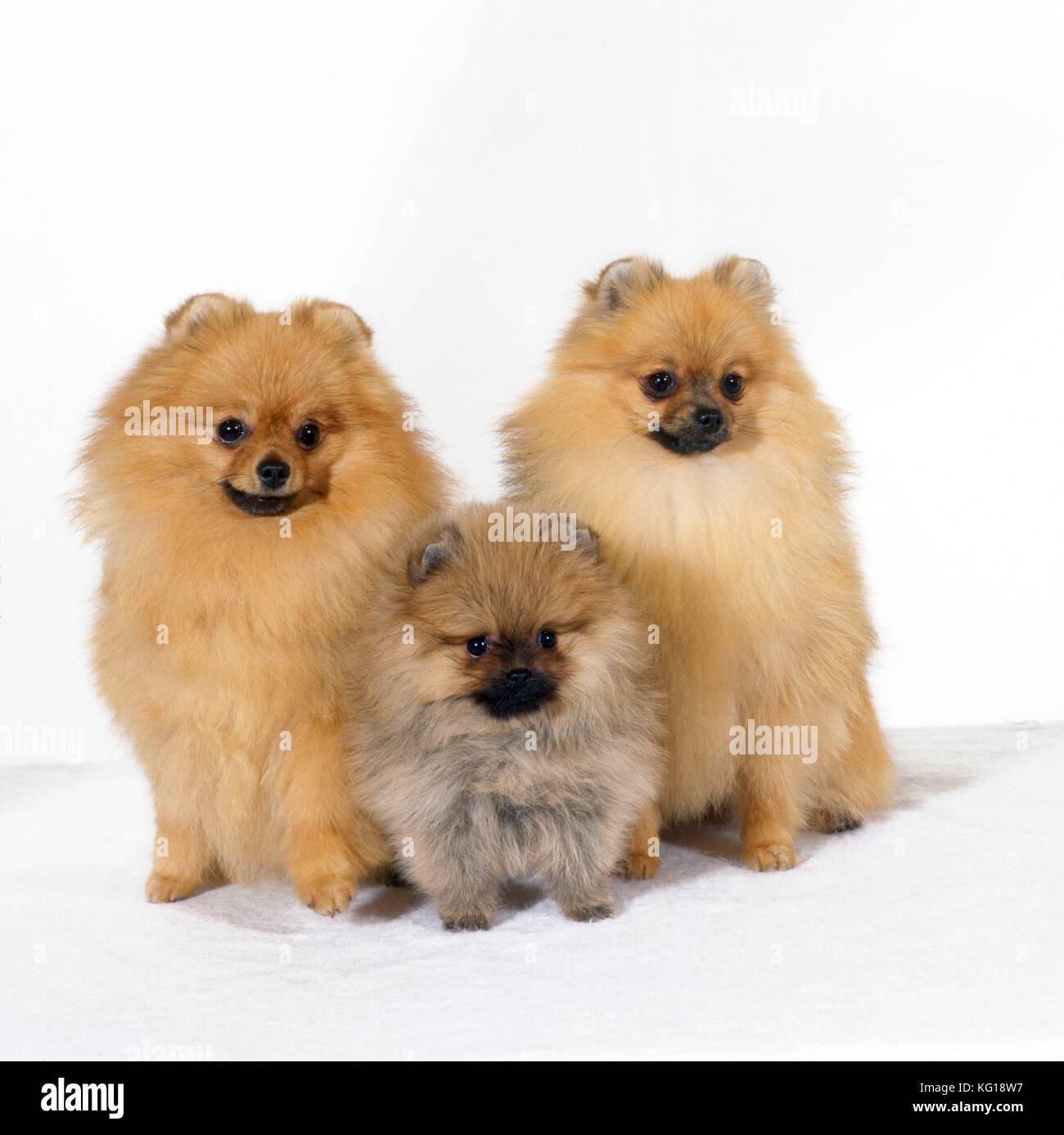 DOG - Pomeranian , three sitting, one puppy, studio shot. Also known as Dwarf spitz. Stock Photo