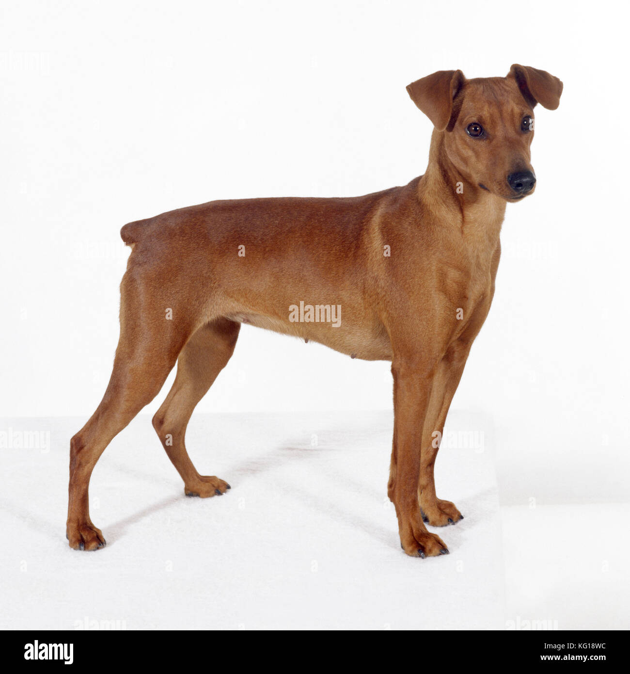 DOG - Pinscher, standing, studio shot Stock Photo