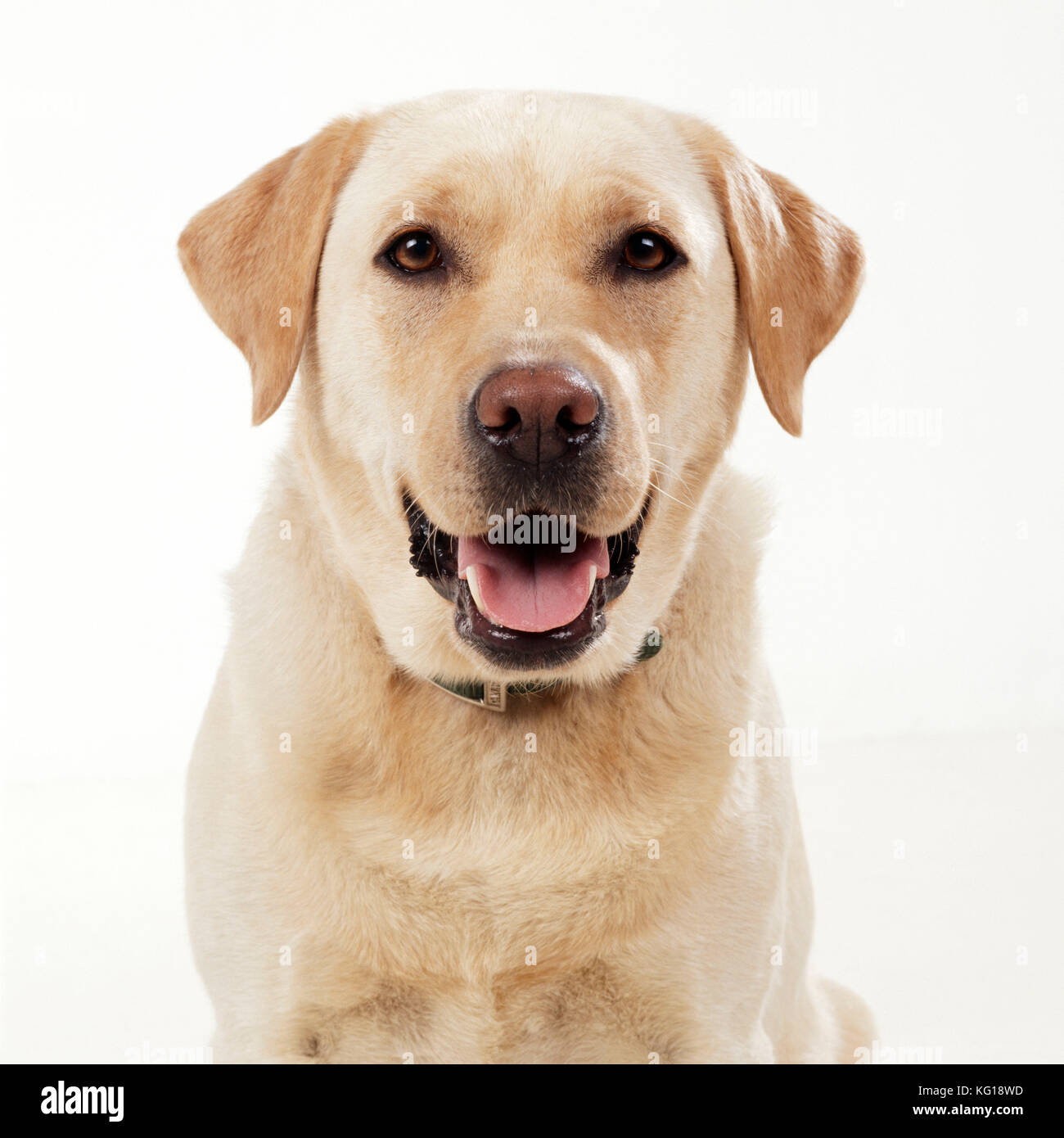 DOG - Yellow Labrador, close-up, studio shot Stock Photo