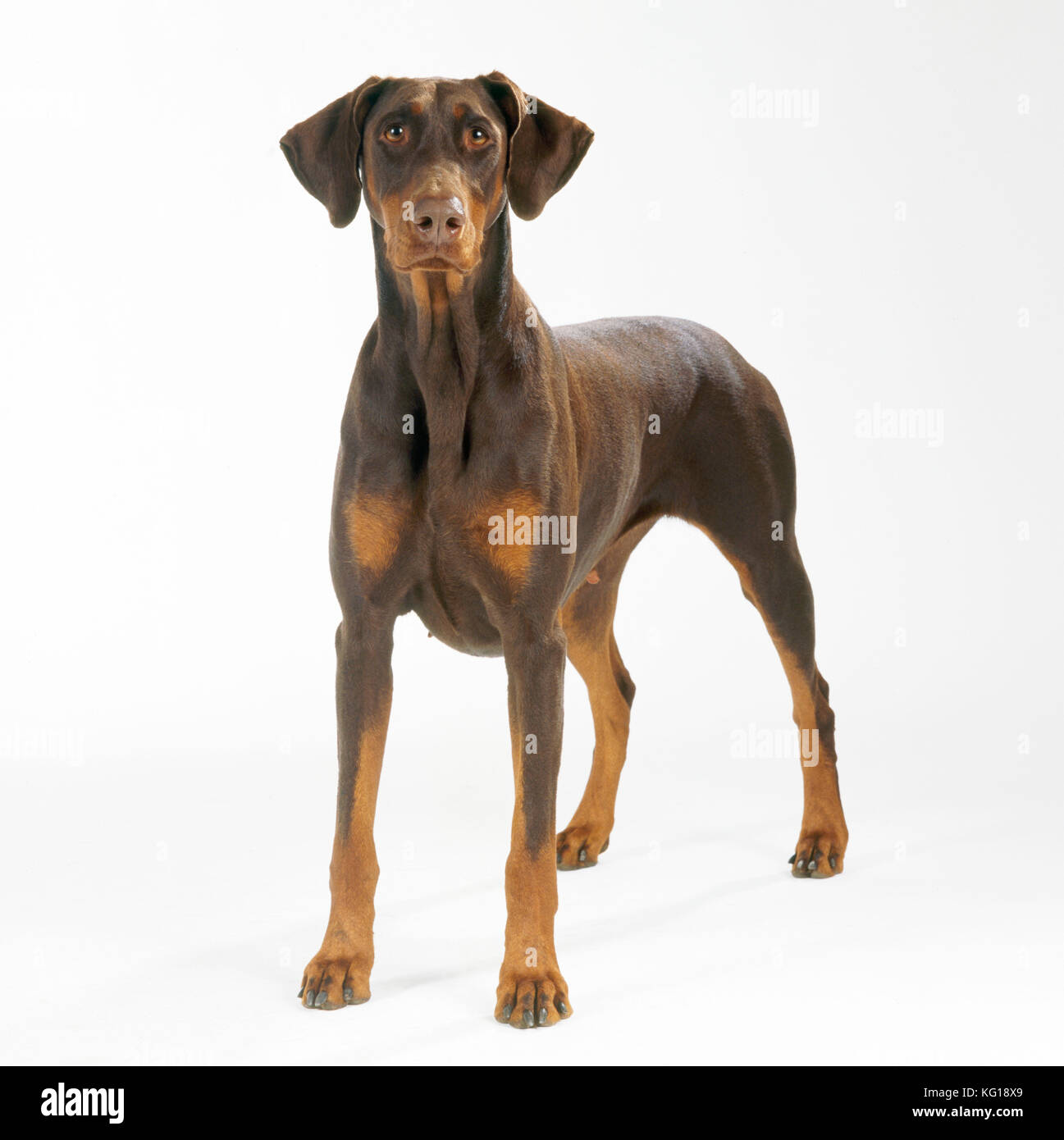 DOG - Dobermann Stock Photo