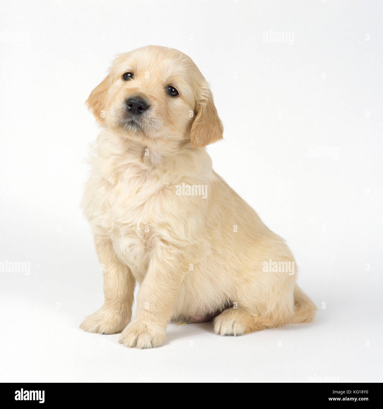 DOG - Golden Retriever puppy Stock Photo - Alamy