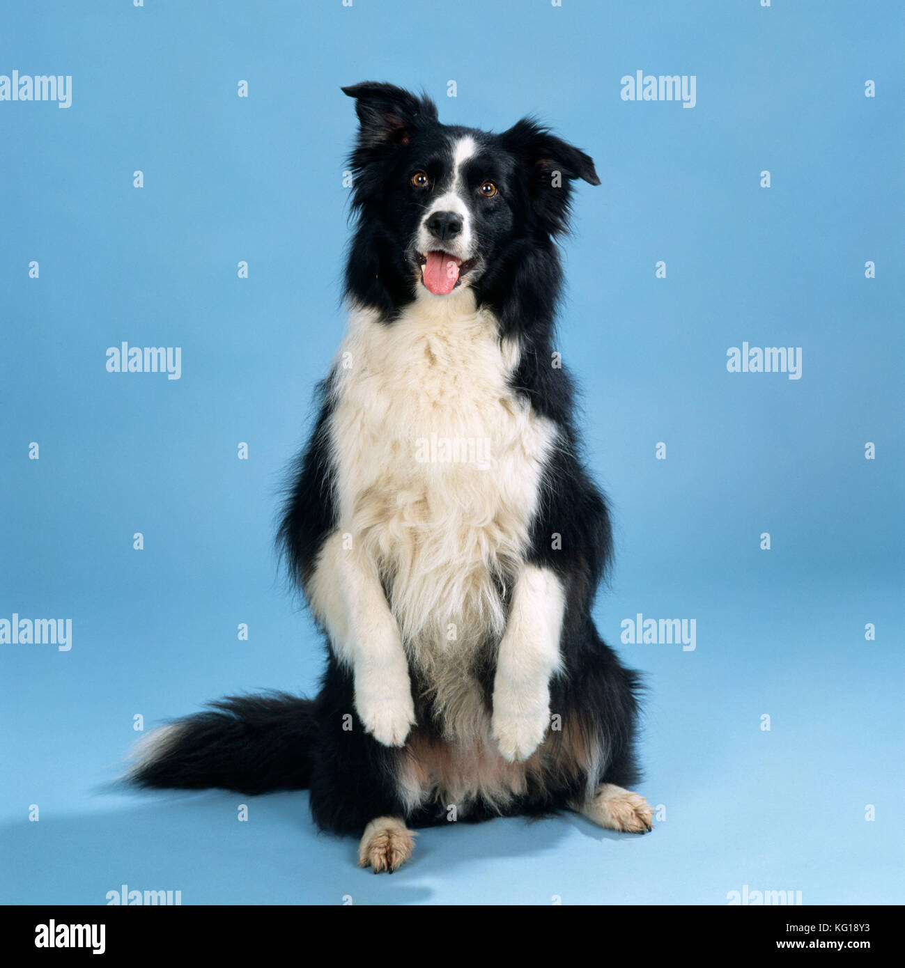 DOG - Border Collie, Sit up and Beg, facing camera Stock Photo