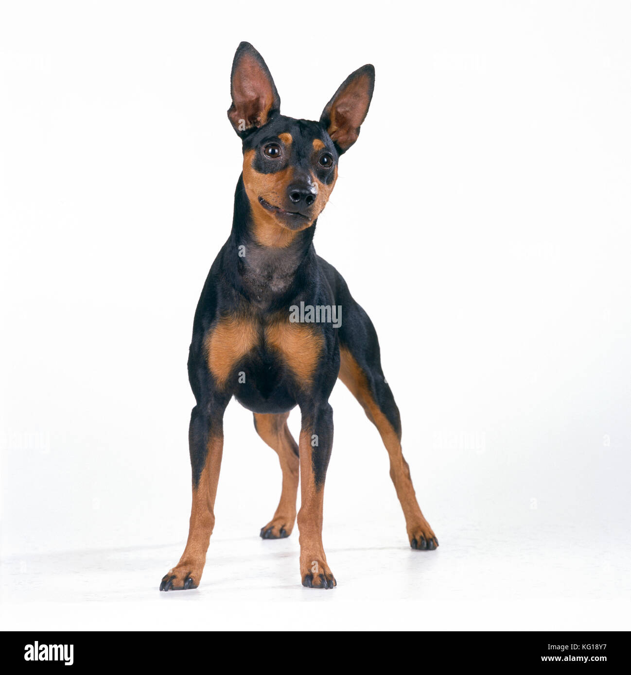 DOG - Miniature Pinscher Stock Photo
