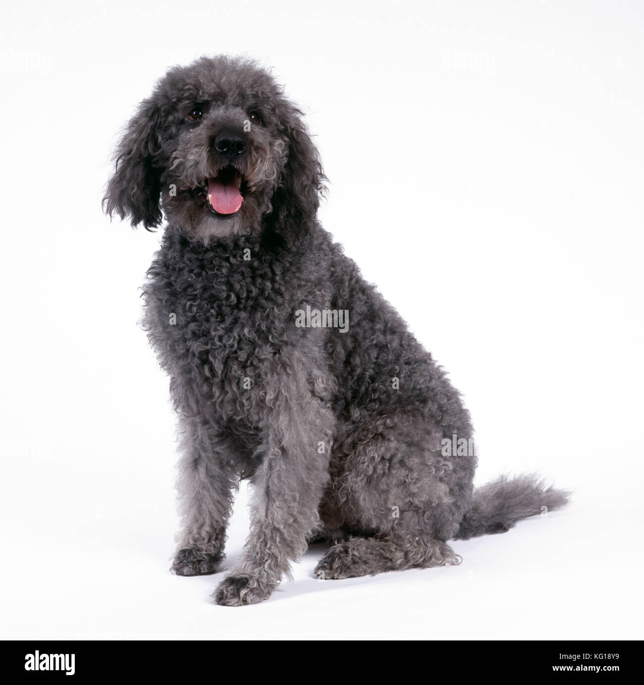 DOG - Labradoodle sitting. A Labrador and Poodle cross. Stock Photo