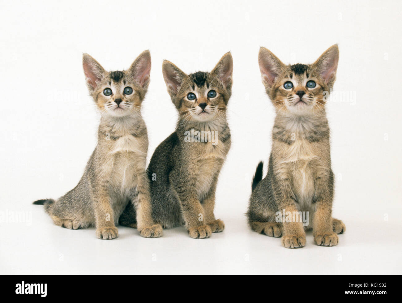 Cat - Abyssinian Cross kittens x3 Stock Photo