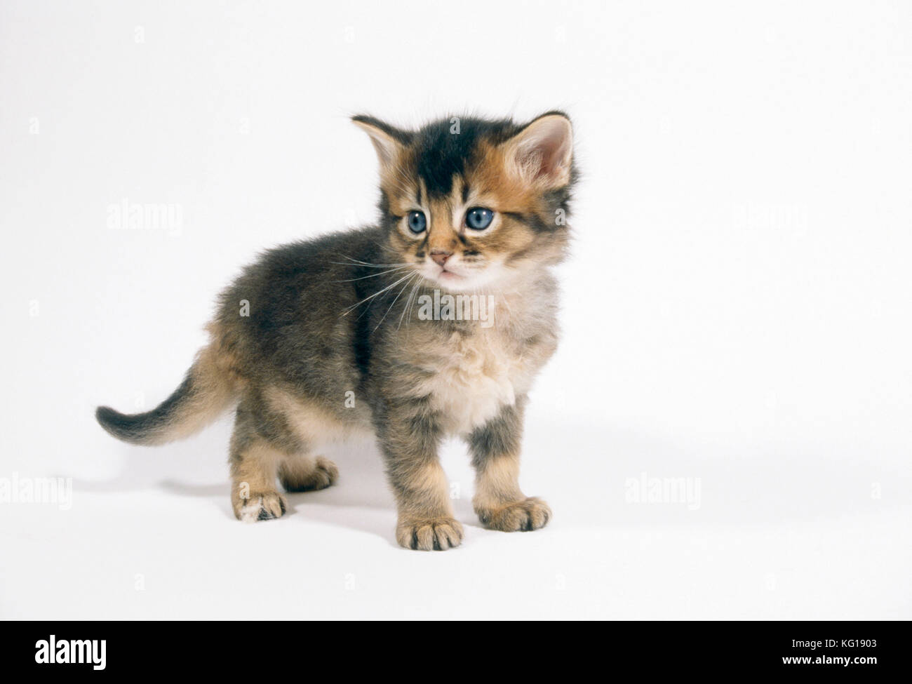 4 week old kitten eating outlet litter