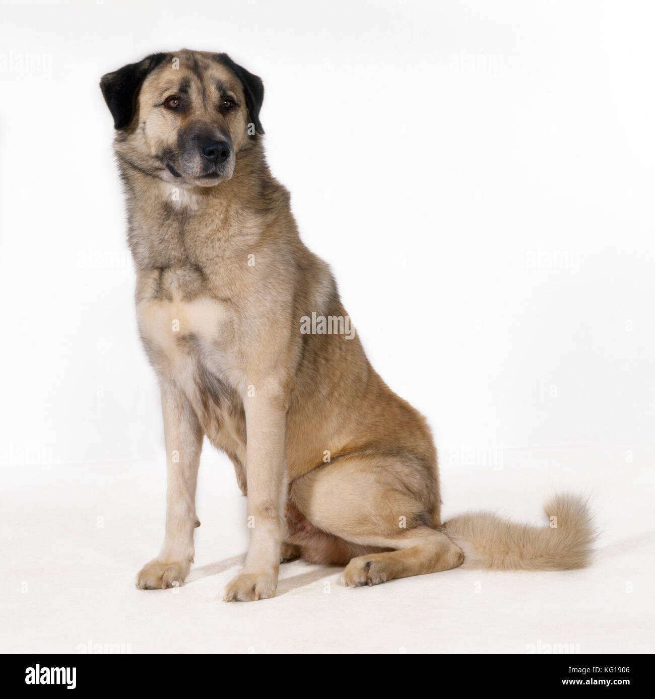 Anatolian Shepherd Dog - (Karabash) Stock Photo