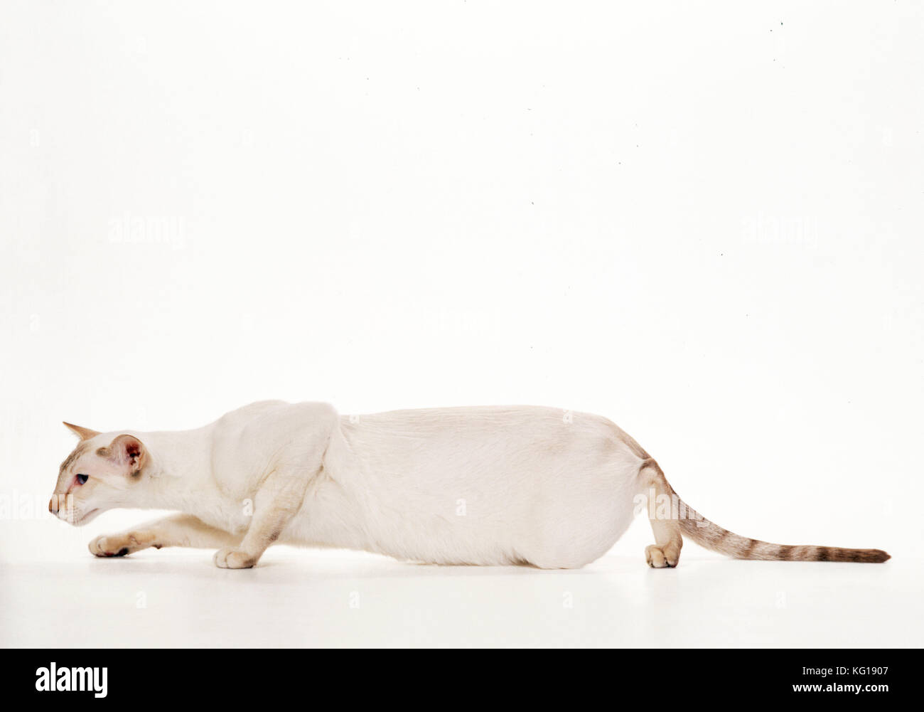 Siamese Cat - Nervous, crouching low Stock Photo