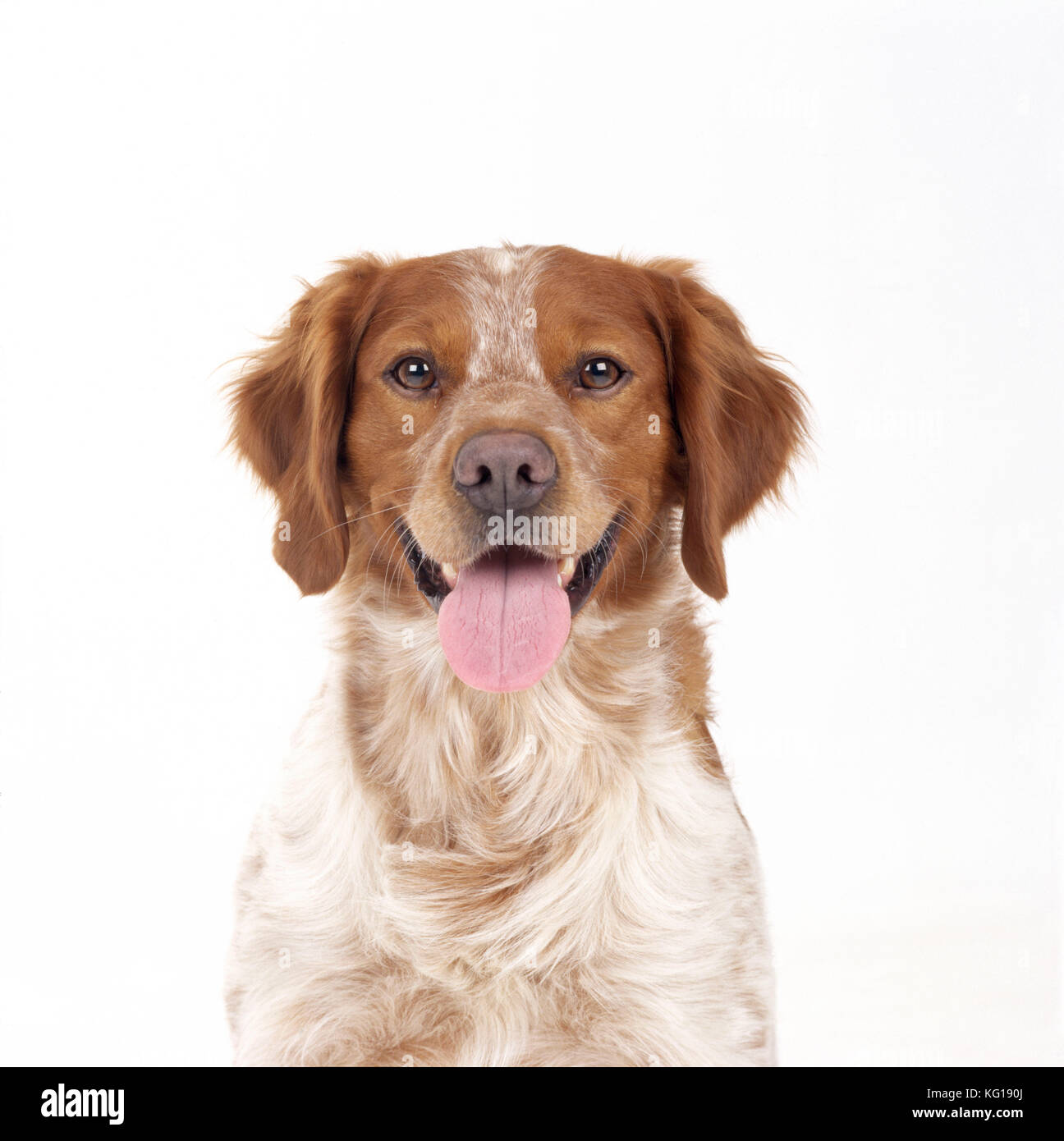 Brittany Spaniel Pitbull Mix