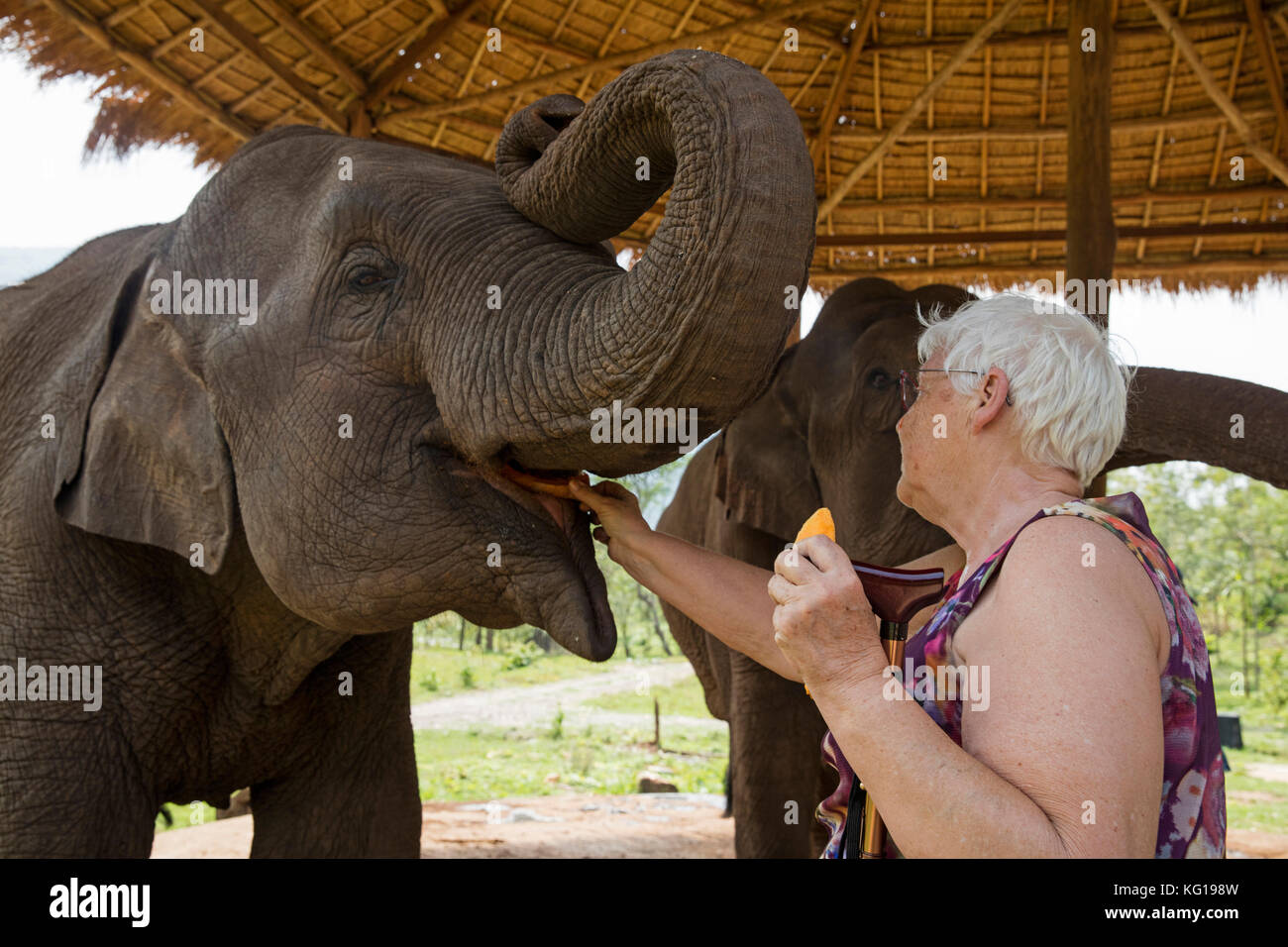 Tourist feeding Asian elephants / Asiatic elephant (Elephas maximus) in elephant camp in Myanmar / Burma Stock Photo