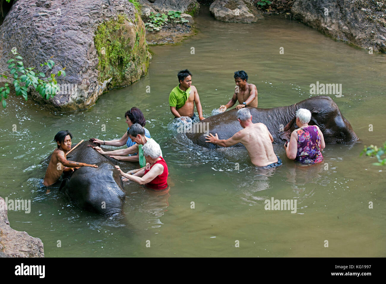 Tourists help washing Asian elephants / Asiatic elephant (Elephas maximus) in river at elephant camp in Myanmar / Burma Stock Photo