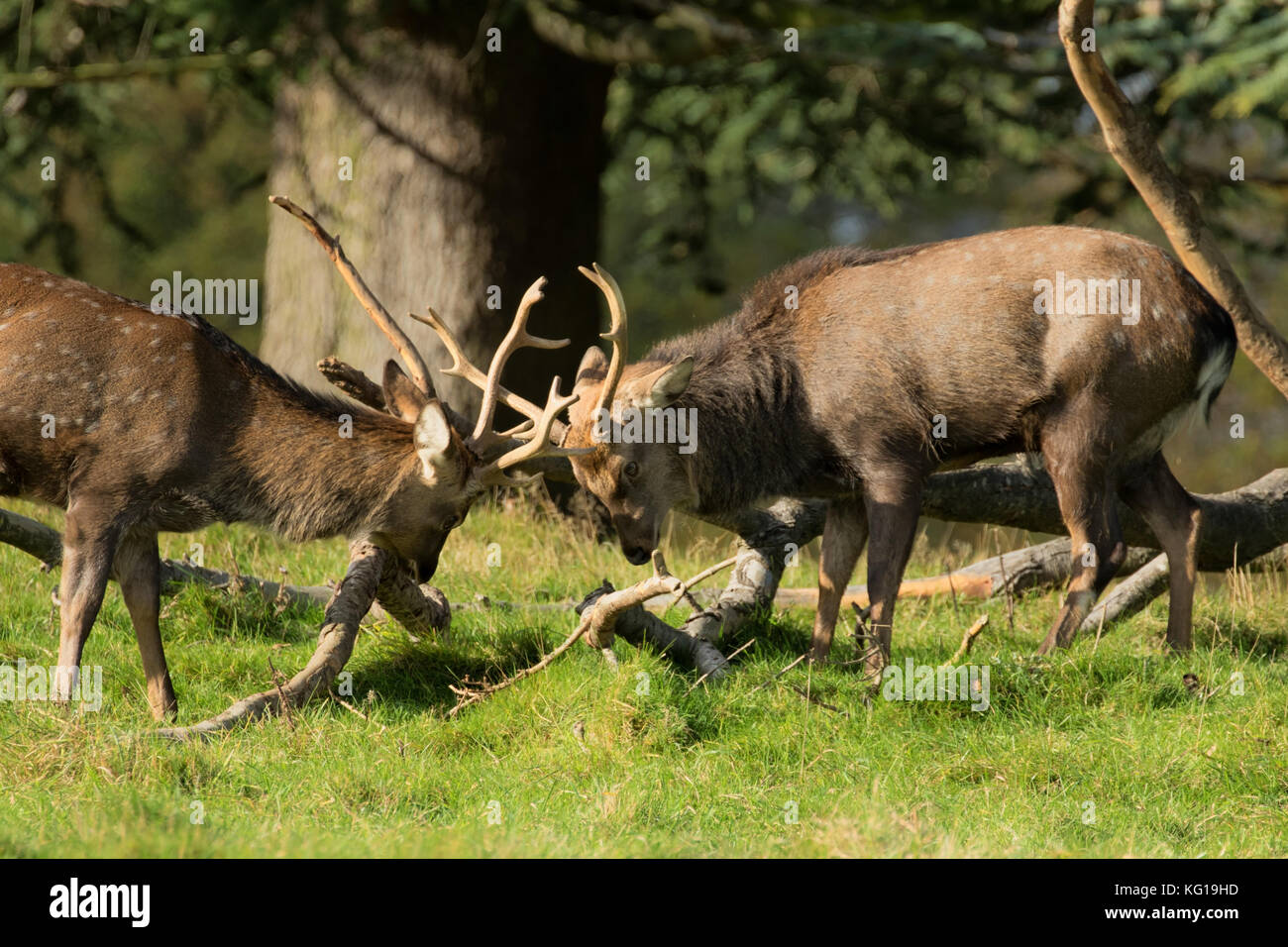 Rutting Red Deer at Studley Royal,Ripon,North Yorkshire,England,UK. Stock Photo