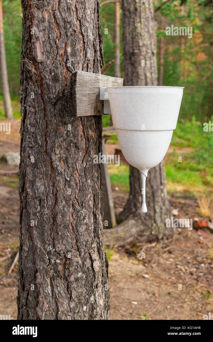 Water dispenser hanging on a tree in the forest Stock Photo Alamy
