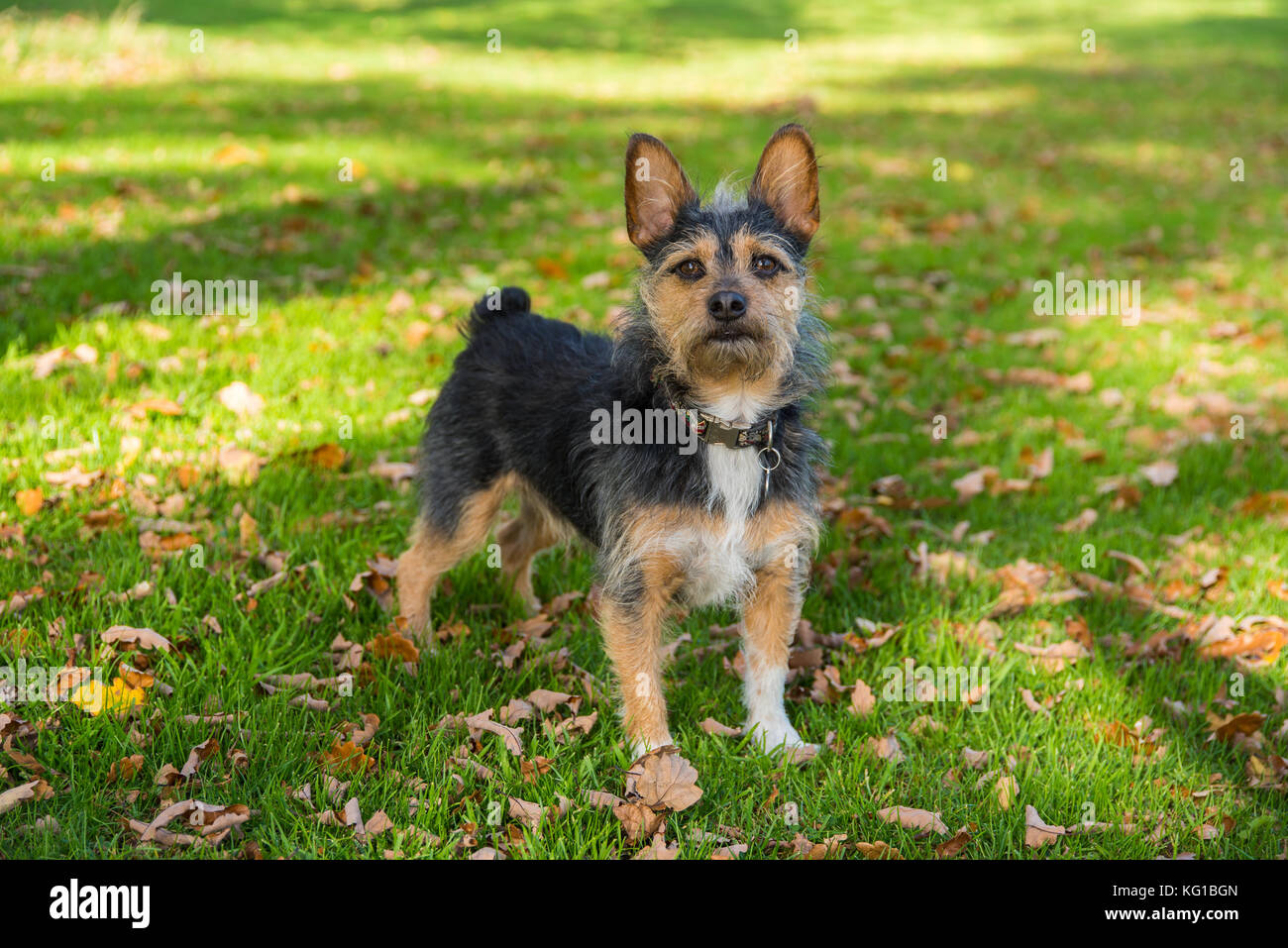A Day In The Park Dog Play - Dark Gray main image 1