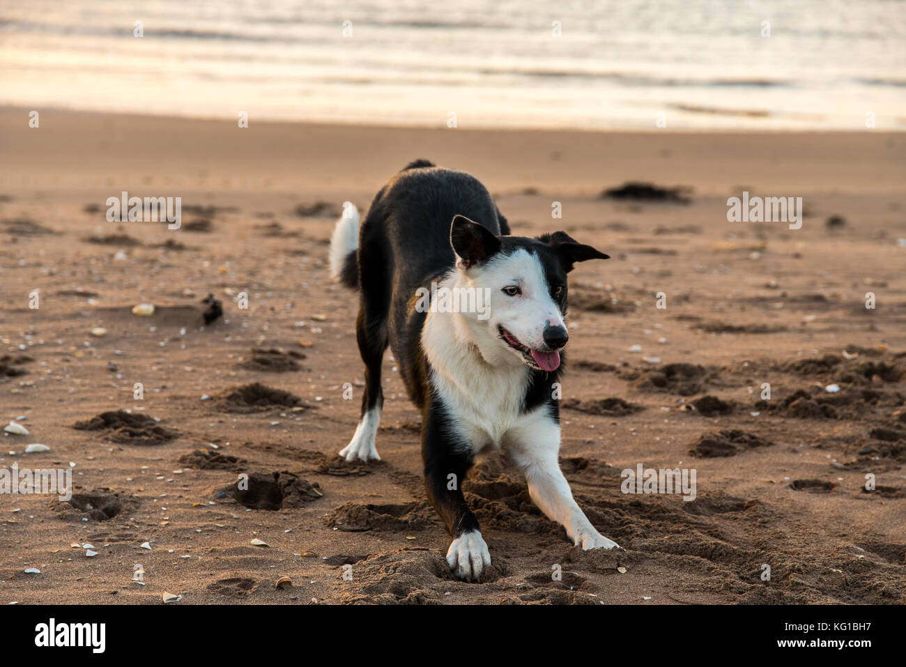 Dog playing fetch on a beach at sunrise Stock Photo