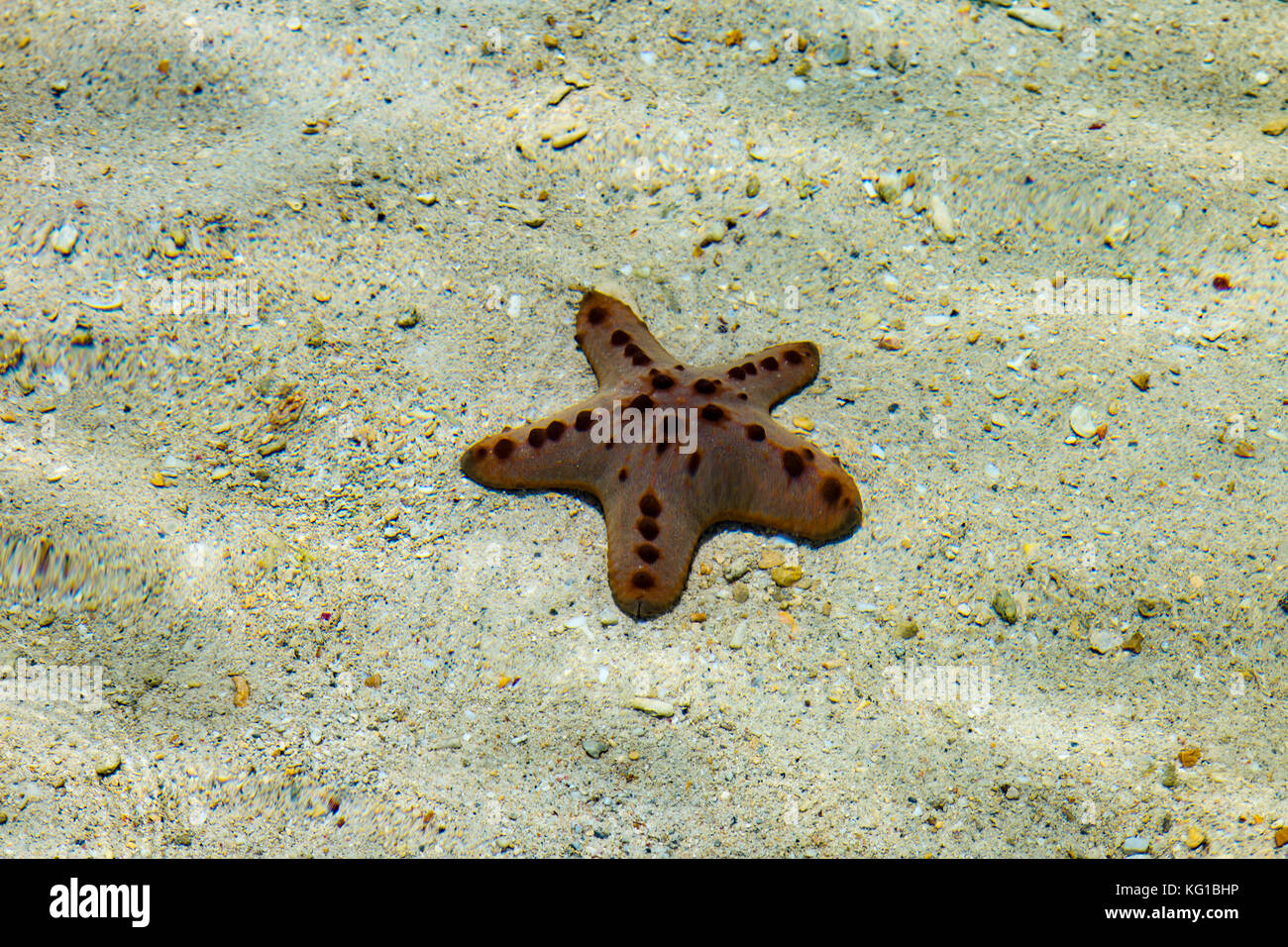 Asia Philippines Palawan El Nido  Horned Sea Star Starfish (Protoreaster nodosus) at Snake Island, one of the highlights of tour B Stock Photo