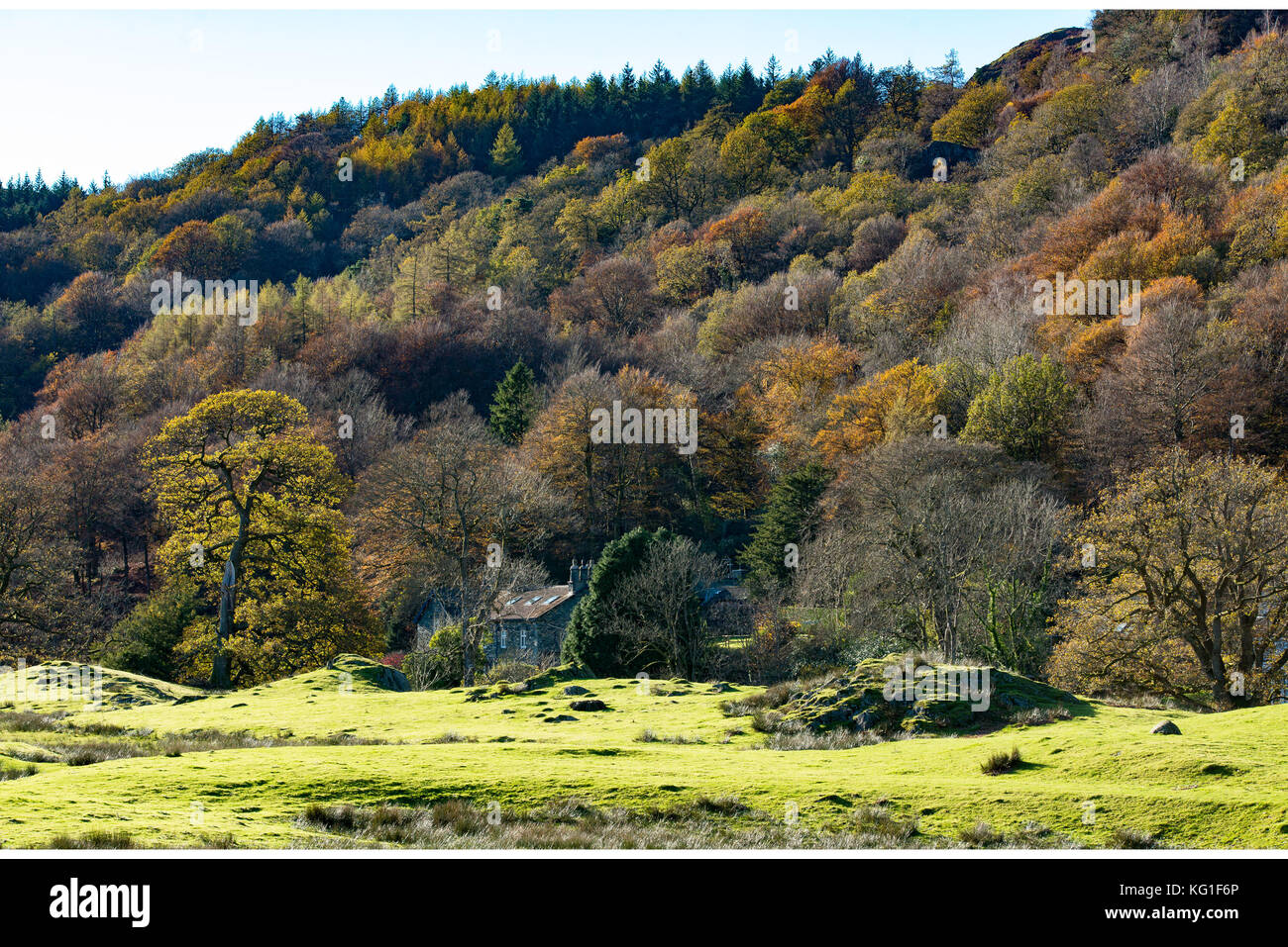 Lake District. 2nd Nov, 2017. UK Weather. The last colours of autumn as the last of the leaves fall at Rydal in the Lake District on a beautiful sunny day. Credit: John Eveson/Alamy Live News Stock Photo