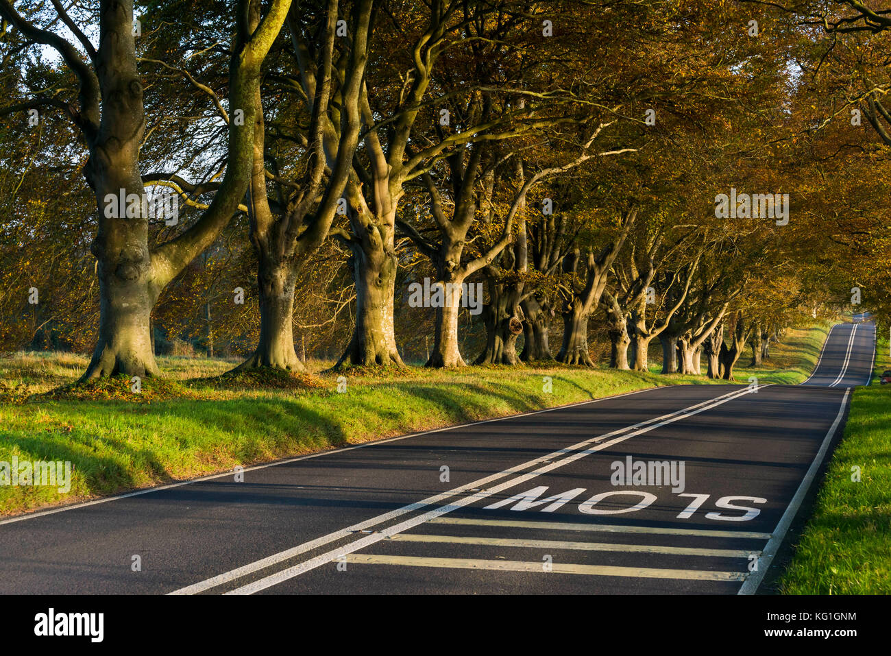 Wimborne, Dorset, UK. 2nd November 2017. UK Weather. The Beach tree avenue along the B3082