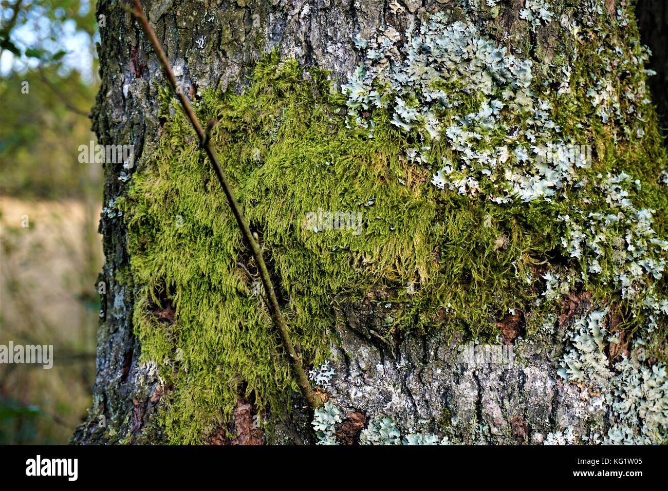 lichen on tree Stock Photo