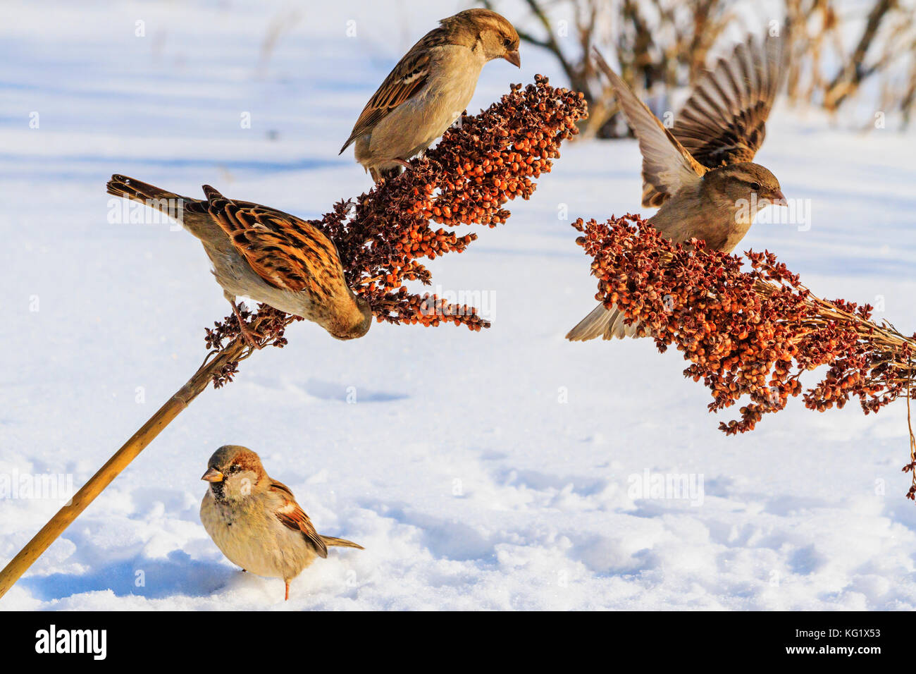 sparrows on a snowy sunny day eat the seeds , wildlife, winter survival, cold and frost Stock Photo