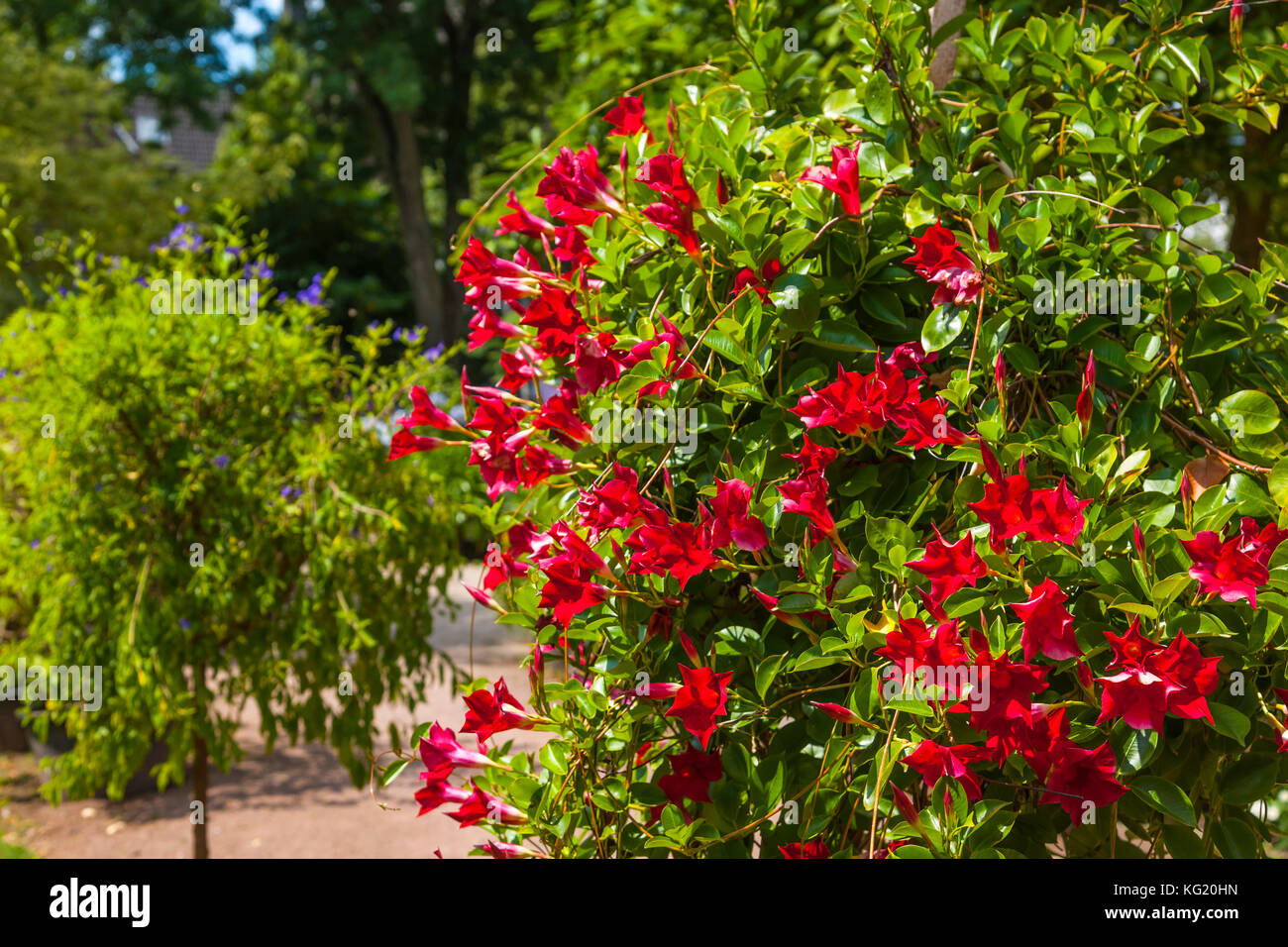 Botanischer garten germany hires stock photography and images Alamy