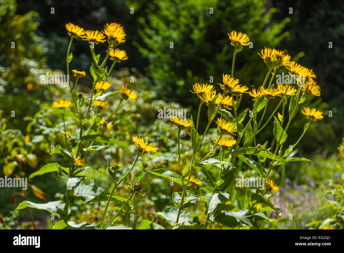 Botanischer garten germany hires stock photography and images Alamy