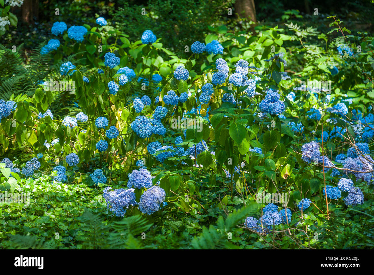 Mönchengladbach, NordrheinWestfalen, Germany Botanischer Garten