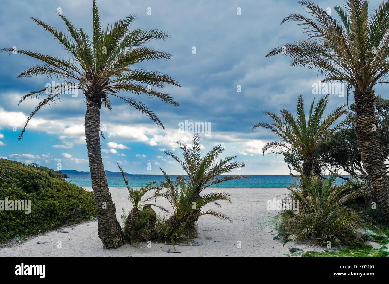 Crete Forests The palm forest of Vai is one of the most popular sights in Crete.It ...