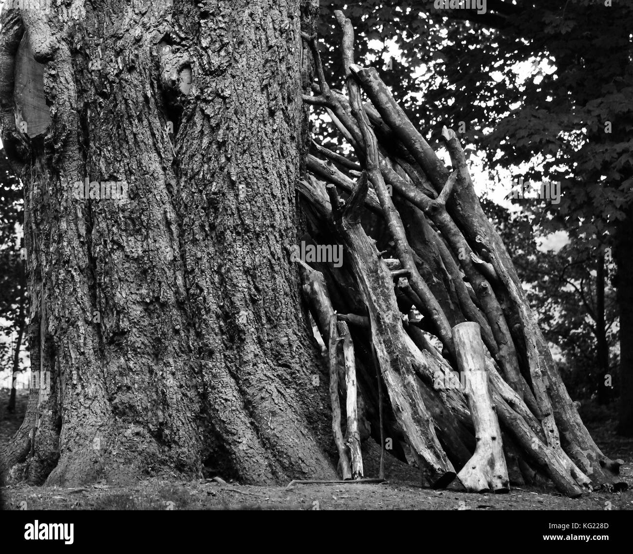 big old tree lean on me black and white image Stock Photo