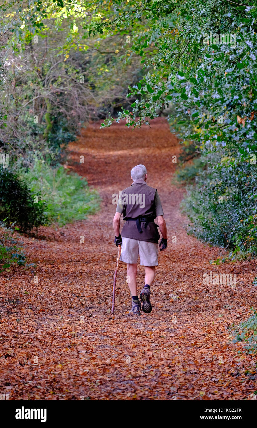 senior male person walking on brown autumn leaves in woodland Stock Photo