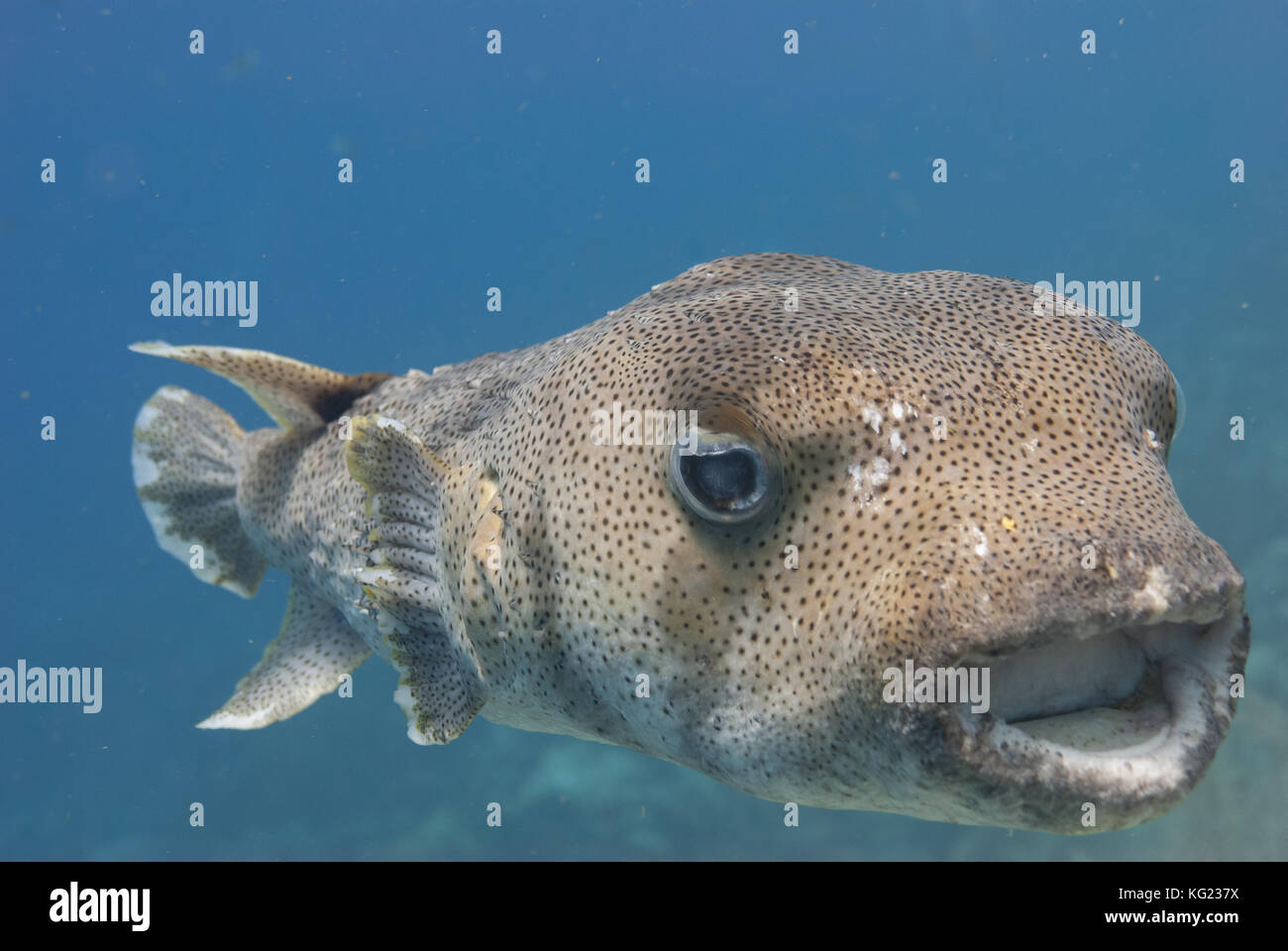 Balloon fish (pufferfish) swimming close-up Stock Photo - Alamy