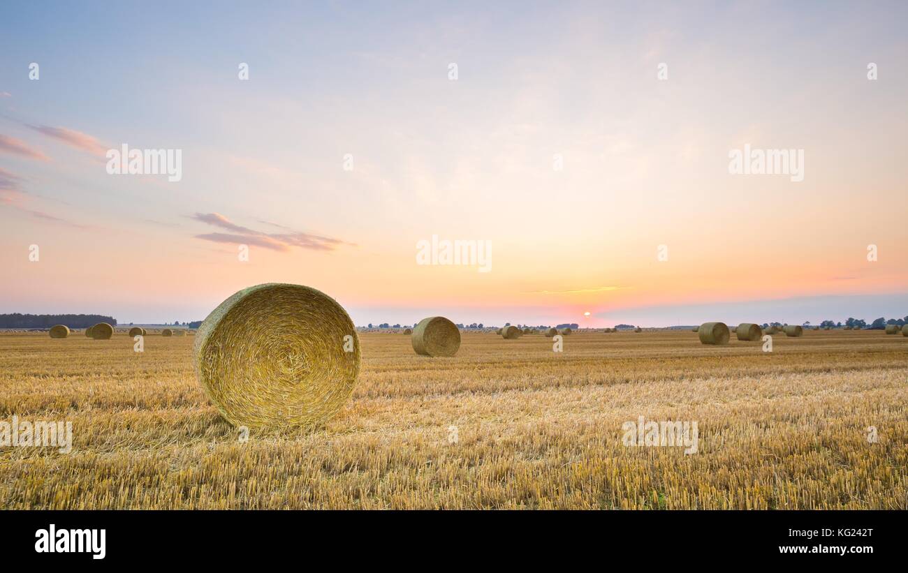 Straw bales on stubble field at sunset Stock Photo - Alamy