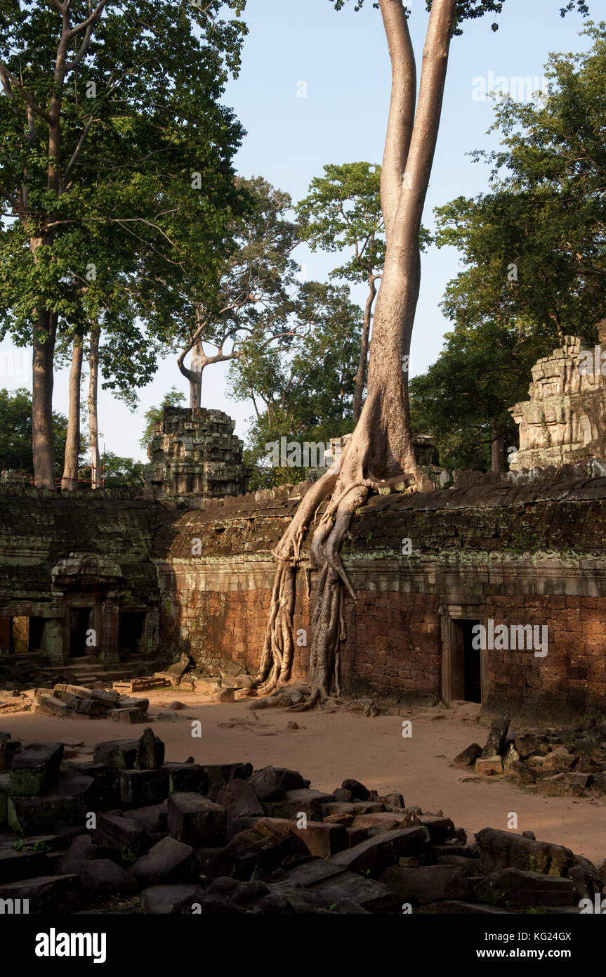 Nature reclaimed the Ta Prohm temples at Angkor Wat as massive trees and roots broke down the stone edifices Stock Photo