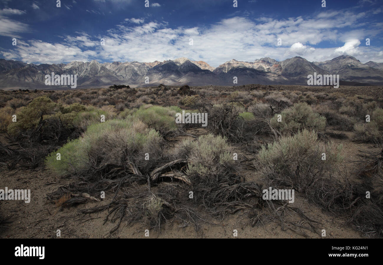 A California desert landscape east of highway 395 with desert shrubs in the foreground and the eastern Sierra Nevada mountains in the distance. Stock Photo