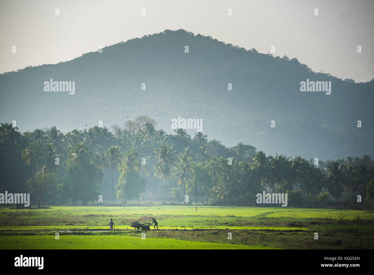 Rice paddy fields, Palolem, Goa, India, asia Stock Photo
